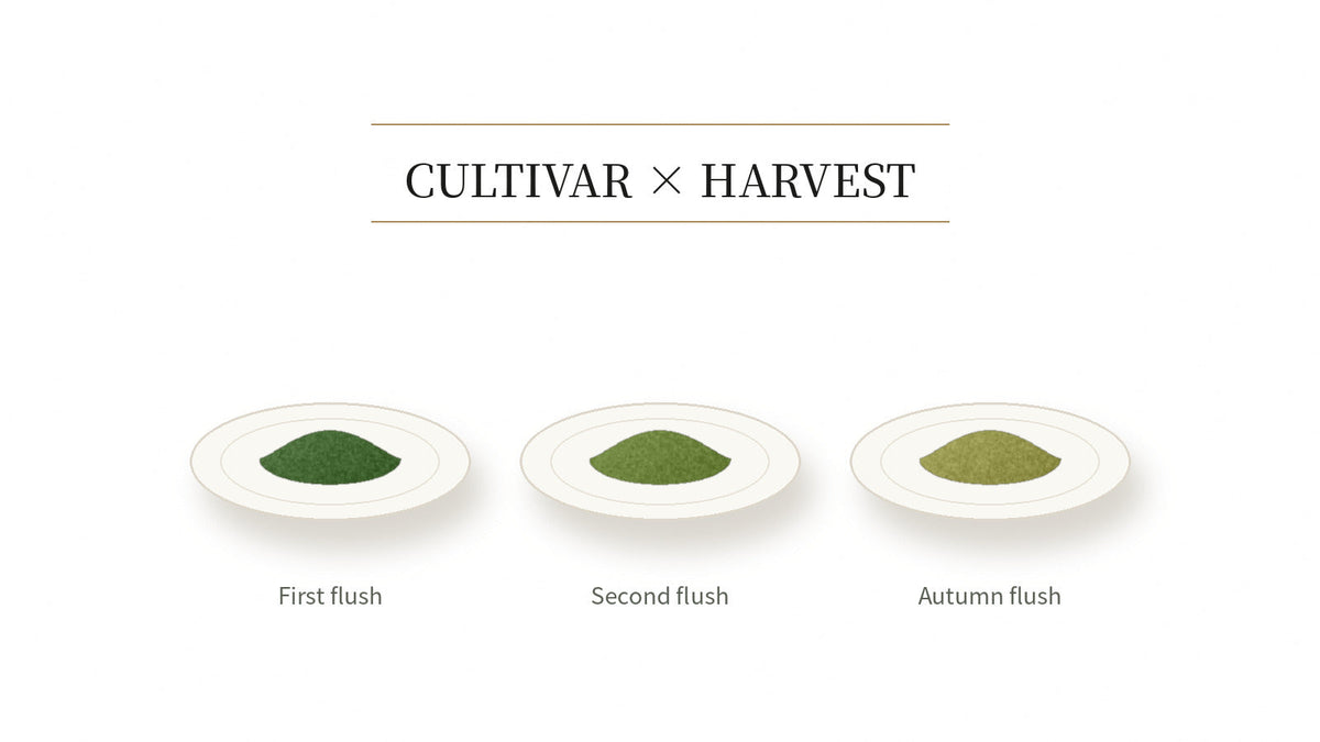 First Flush or Autumn Flush? How Cultivar and Harvest Shape Your Matcha — A Wholesale Buyer's Guide
